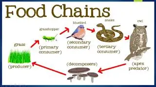 Biology, Ecological Cycles @Omeed Private High School