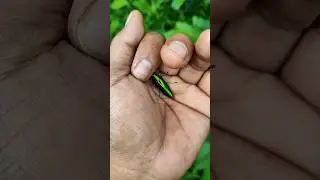 It is the Beautiful Smaller shiny jewel beetle #beautifulinsects #nature #anyuniqueanimals