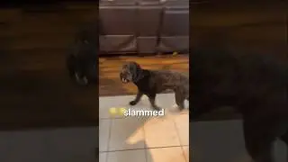 Dog slams door after owner yells at him 😂 #shorts