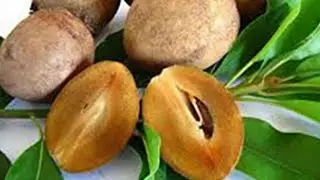 Sapota native to Maxico,very rich in calcium,iron,zinc vitamin A, E and K.lt enhances immunity.