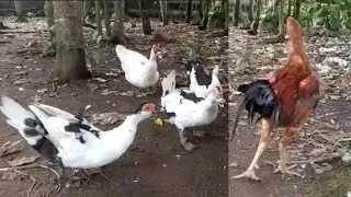 ayam dan bebek entok umbaran part 11 #bebek #ayam #ekosutikno