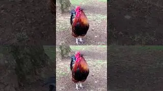 Big roosters crowing in the morning on a farm # rooster crowing # rooster crowing sounds