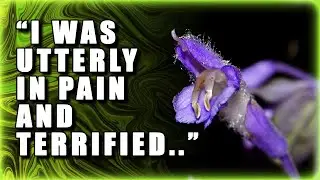 The Mazatec Plant That Breaks Minds