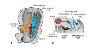 Development of Ovary and Female genitals