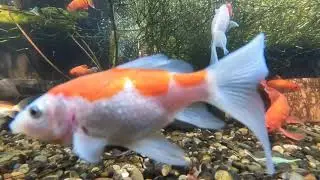 Pond Evolution 04October2025