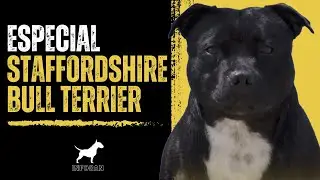 Descubre al pequeño gigante: Staffordshire Bull Terrier, la raza canina más asombrosa