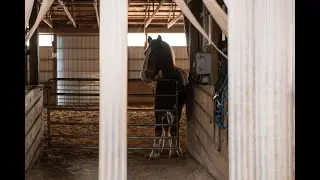 Columbus Division of Police Spotlight Series - the Mounted Unit