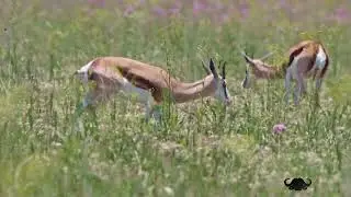 Springbok grazing in Rietvlei Nature Reserve