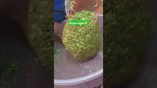 KENYAN VEGGIES 