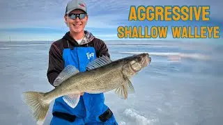 Aggressive Shallow Walleye