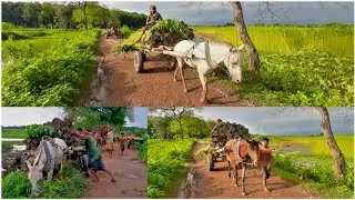 See horse-drawn carriage jute || ঘোড়ার গাড়ি দিয়ে পাট টানা দেখুন || #Horse #See_ horse_drawn