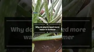 Why do plants need more water in Summer | madsy c #shorts