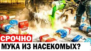8 ПОДДЕЛЬНЫХ марок муки из Германии, которых вам обязательно стоит избегать
