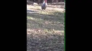 Me and my sister getting chased by a roster