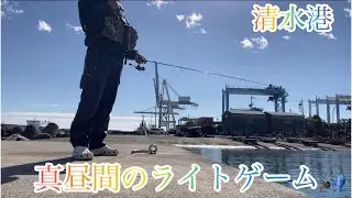【ライトゲーム】難しい真っ昼間に💦熟成アクアで清水港ライトゲーム🎣