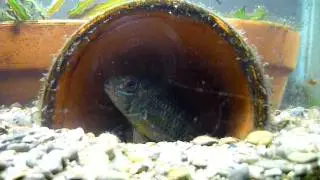 spawning pair of Apistogramma macmasteri