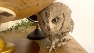 フクロウを改造したリビングに連れてきた結果…