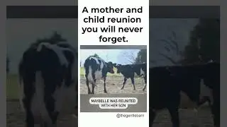 Cow Wouldn&rsquo;t Stop Crying Until Reunited With Her Baby ❤️🥰 #shorts #youtubeshorts #cow