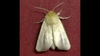 Dart Moth