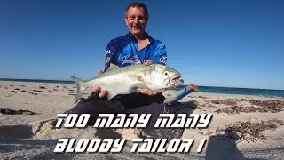 Trying to not catch tailor!