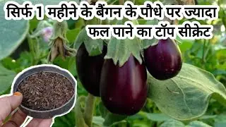 😱 सिर्फ 1 महीने में बैंगन के पौधे पर फल ही फल! 🌱 किसान भी नहीं बताते ये Secret Tips 🔥 