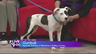 Pawsitively adorable Gumball steals the Show as featured Pet of the Week