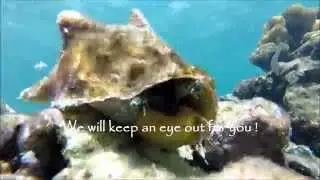 Conch House