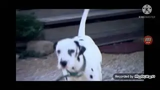 baby first safari scrapbook dog 🐕
