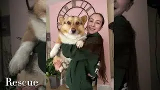 Welsh Corgi Rescue Service - PAWSCARS Breed Rescue of the Year Nominee 2026
