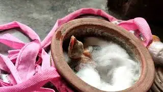 BABY BIRD//🐦🐦🐦//Fedding//🏠🏠