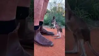 How adorable is a baby kangaroo#animal #cute #funny #kangaroo