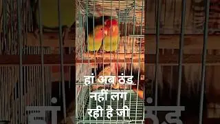 अब तो ठंड नहीं लग रही है ना 🦜🦜 #birds #lovebird #parrot #budgies #pet