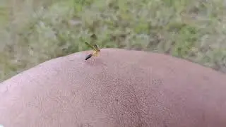 Pegando água no# rio os# maribondos me# atacaram no pé de mangueira.