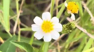 Bidens Alba