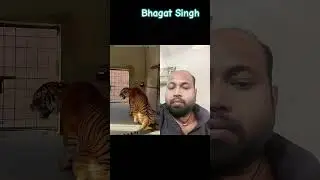 Bhagat Singh ko #tiger #animals #facts #lion #amazingfacts #knowledge #tigers #shortvideo