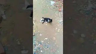 #injured #cute #baby #cat #kitten #Animal sound #ytshorts #ytshortsindia #trending #viral