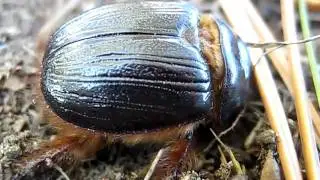 Rain Beetle
