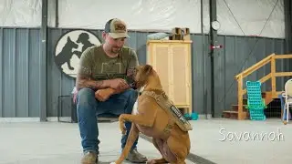 A Dog Can Make a Difference - Winning Service Dog Salute Film at NY Dog Film Festival