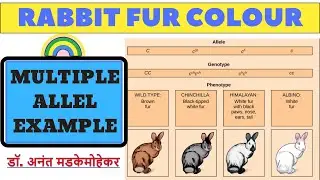 Multiple alleles | Rabbit Fur color | Multiple allel example (in Hindi)