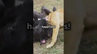 Discover th true joy of dog playtime #DogPlaytime #DogsBonding #PetJoy #FurryFriends #DogLovers