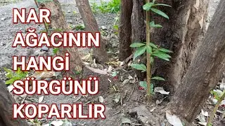Nar Ağacının S&uuml;rekli Gen&ccedil; Kalması İ&ccedil;in