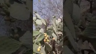 👈تدبير فاشل لفاكهة *الصبار /ببني بوفراح والنواحي * ضواحي الحسيمة.