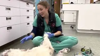 Chemotherapy for my Irish Wolfhound with Lymphoma - CHOP protocol. His first chemo treatment!