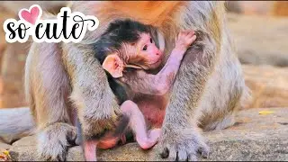 Two-day-old baby monkey healthy and strong. newborns baby  monkey
