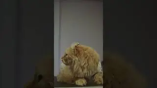 Sad Cat #short #trending #viral