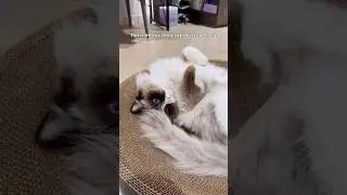 Intruders BEWARE 😼 #cat #ragdoll #lionking