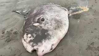 Rare giant fish washes up on Sonoma Coast