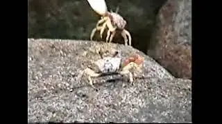 Rock Fiddler Crab (Petruca panamensis) waving