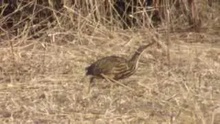 American Bittern hunting