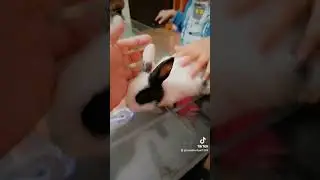 shoq dola 🐇🐇🐇🐇🐰🐰 #answer#shoq#hobbied#rabbitsofyoutube #shortsviral #funny #breaktimeshow